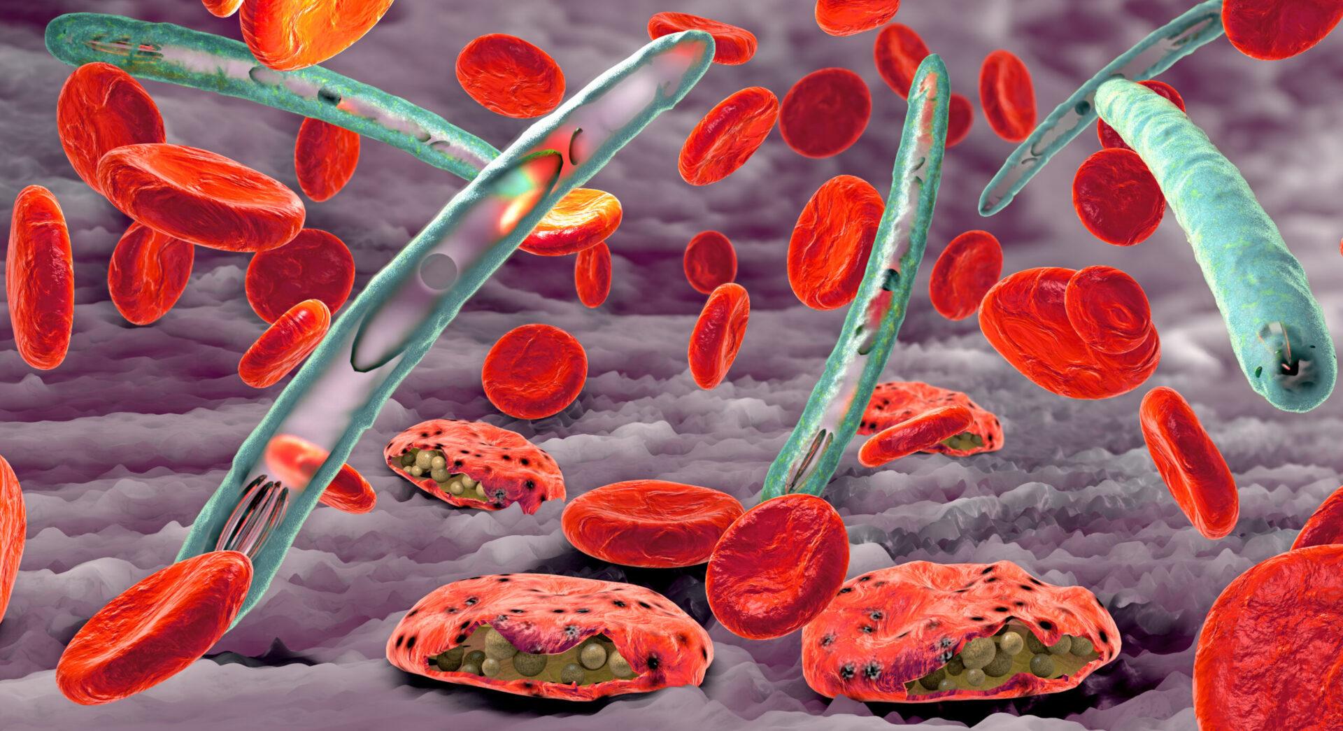 Malaria- verursachender Malaria-Erreger und Blutzellen
